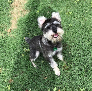 Meet your Posher, Skye